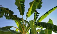 Natura